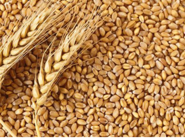 Wheat